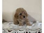 Poodle (Miniature) PUPPY FOR SALE ADN-844325 - Miniature Purebred Poodle Puppy