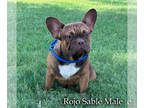 French Bulldog PUPPY FOR SALE ADN-844322 - Rojo Fawn Male