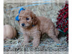 Cockapoo PUPPY FOR SALE ADN-844317 - Roger Cockapoo Pup