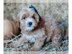 Cockapoo PUPPY FOR SALE ADN-844316 - Rocky Cockapoo Pup