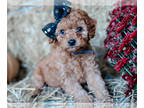Cockapoo PUPPY FOR SALE ADN-844315 - Ripley Cockapoo Pup
