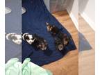 Yorkshire Terrier PUPPY FOR SALE ADN-844309 - Beautiful 10 week old Parti