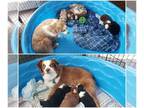 Miniature Australian Shepherd PUPPY FOR SALE ADN-844306 - Mini Aussies Just in