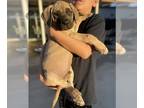 Mastiff PUPPY FOR SALE ADN-844298 - English mastiff puppies