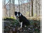 Border Collie PUPPY FOR SALE ADN-844297 - ABCA Border Collie For Sale Warsaw OH