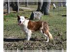 Border Collie PUPPY FOR SALE ADN-844296 - ABCA Border Collie For Sale Warsaw OH