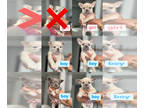 French Bulldog PUPPY FOR SALE ADN-844289 - Fluffy Carrier Frenchies