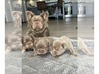 French Bulldog PUPPY FOR SALE ADN-844288 - New shade tan fluffy males