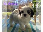 Zuchon PUPPY FOR SALE ADN-844264 - Shichons born Sept 21 Call [phone removed]