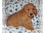 Golden Retriever PUPPY FOR SALE ADN-844262 - Golden Retriever Puppies