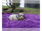 Dachshund PUPPY FOR SALE ADN-844260 - Mini Dachshund Puppies