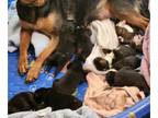 Rottweiler-American Pit Bull Terrier PUPPY FOR SALE ADN-844259 - Pitweilers born