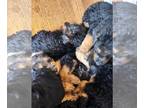Airedale Terrier PUPPY FOR SALE ADN-844256 - Beautiful Airedale Puppies