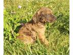 Catahoula Leopard Dog PUPPY FOR SALE ADN-844239 - 2 males 1 female