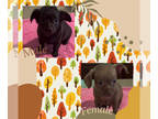 Chiweenie PUPPY FOR SALE ADN-844224 - Chiweenie
