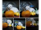 Goldendoodle-Poodle (Miniature) Mix PUPPY FOR SALE ADN-844210 - Mini Micro