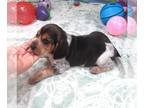 Beagle PUPPY FOR SALE ADN-844208 - Baylor Blue Tick Beagle Girl