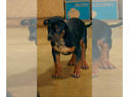American Bully PUPPY FOR SALE ADN-844199 - Quality American XL Bully Puppy For