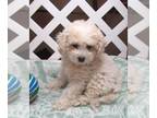 Maltipoo PUPPY FOR SALE ADN-844198 - Siggy Cream Maltipoo Boy