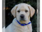 Labrador Retriever PUPPY FOR SALE ADN-844197 - Labrador Retriever