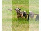 American Bully PUPPY FOR SALE ADN-844196 - Quality American XL Bully Puppy For