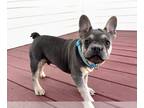 French Bulldog PUPPY FOR SALE ADN-844300 - 18 Week Old Male French Bulldog Puppy
