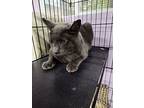 Sweet Caroline, Domestic Shorthair For Adoption In Boerne, Texas