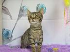Ali, Domestic Shorthair For Adoption In Greensburg, Pennsylvania