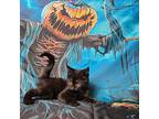 Tisket, Domestic Shorthair For Adoption In Greensburg, Pennsylvania