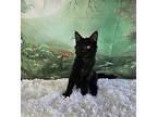 Cheyenne, Domestic Shorthair For Adoption In Greensburg, Pennsylvania