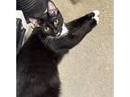October, Domestic Shorthair For Adoption In Greensburg, Pennsylvania