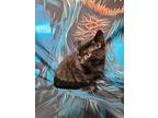 Tasket, Domestic Shorthair For Adoption In Greensburg, Pennsylvania