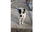 Raddley, American Pit Bull Terrier For Adoption In Bernalillo, New Mexico