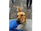 Clifford, Labrador Retriever For Adoption In Bernalillo, New Mexico