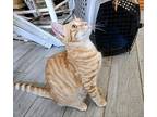 Muffin, Domestic Shorthair For Adoption In Bowling Green, Kentucky