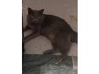 Avacado, Domestic Mediumhair For Adoption In Bowling Green, Kentucky