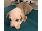 Gayla, Wirehaired Pointing Griffon For Adoption In Thompson Falls, Montana