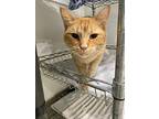 Nimporio, Domestic Shorthair For Adoption In Fort Lupton, Colorado