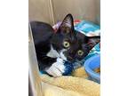 Oreo, Domestic Shorthair For Adoption In West Cornwall, Connecticut