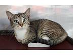 Belle Dupree, Domestic Shorthair For Adoption In Fort Lupton, Colorado