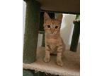 Shaggy, Domestic Shorthair For Adoption In Ogden, Utah
