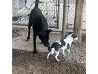 Sally, Rat Terrier For Adoption In Boulder, Colorado