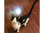 Dottie, Domestic Shorthair For Adoption In Columbia, South Carolina
