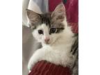 Panda, Domestic Mediumhair For Adoption In Columbia, South Carolina