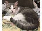 Godiva, Domestic Shorthair For Adoption In Columbia, South Carolina