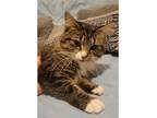 Paige, Domestic Mediumhair For Adoption In Kalamazoo, Michigan