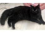 Ember, Domestic Mediumhair For Adoption In Columbia, South Carolina