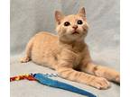 Graham, Domestic Shorthair For Adoption In Columbia, South Carolina