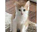 Ralphie, Domestic Mediumhair For Adoption In Columbia, South Carolina