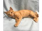 Cheddar, Domestic Shorthair For Adoption In Columbia, South Carolina